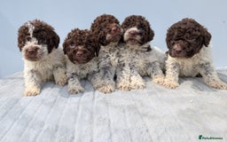 Lagotto Romagnolo dogs for sale: Adorable Lagotto Pups - Image 8