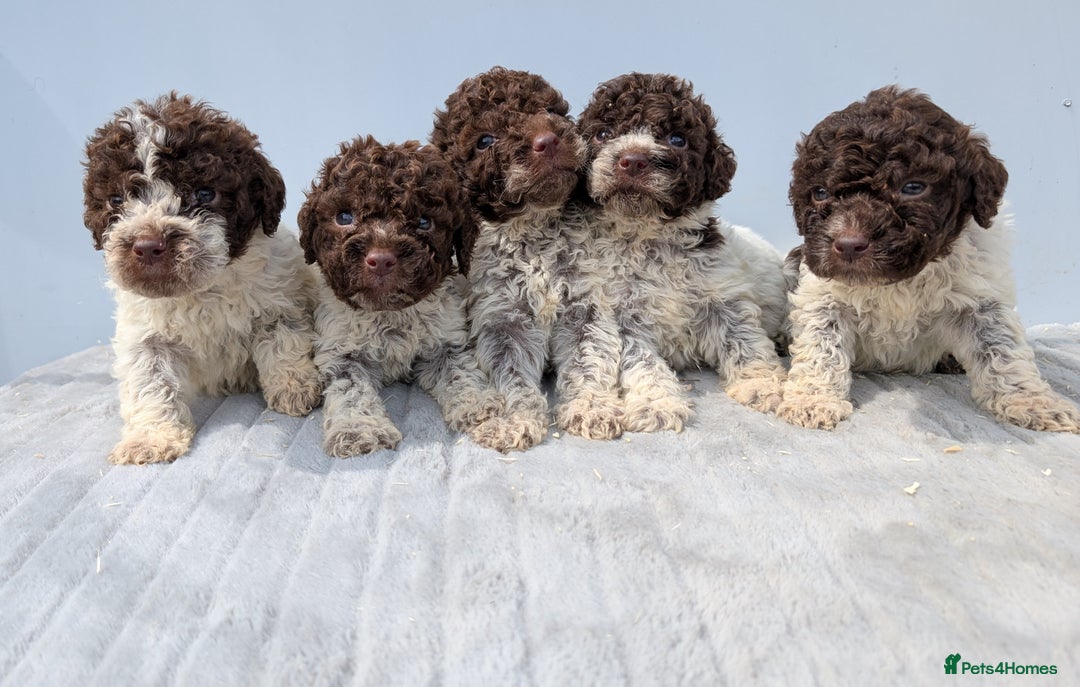 Lagotto Romagnolo dogs for sale: Adorable Lagotto Pups - Image 8