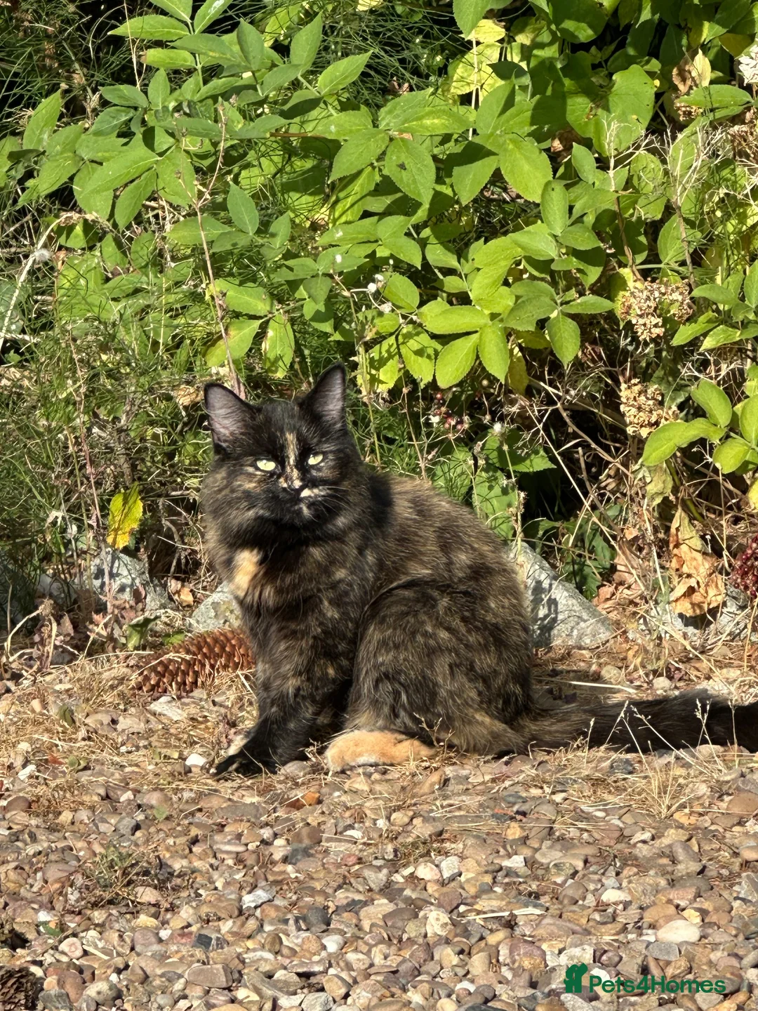 Maine Coon cats for sale: Maine Coon cross Kittens  in York - Advert 3