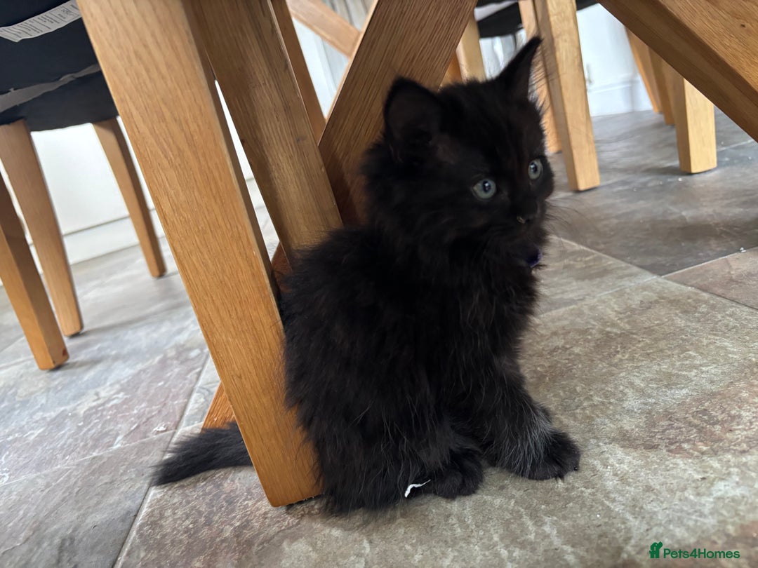 Russian Blue cats for sale: Russian Blue x Ragdoll Kittens - Image 7
