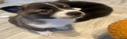 Akita dogs for sale: Husky/Akita  in Blackpool - Advert 9