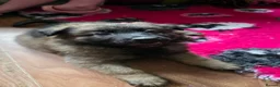 Mixed Breed dogs for sale: GSD/Malinois Crosses - Advert 3