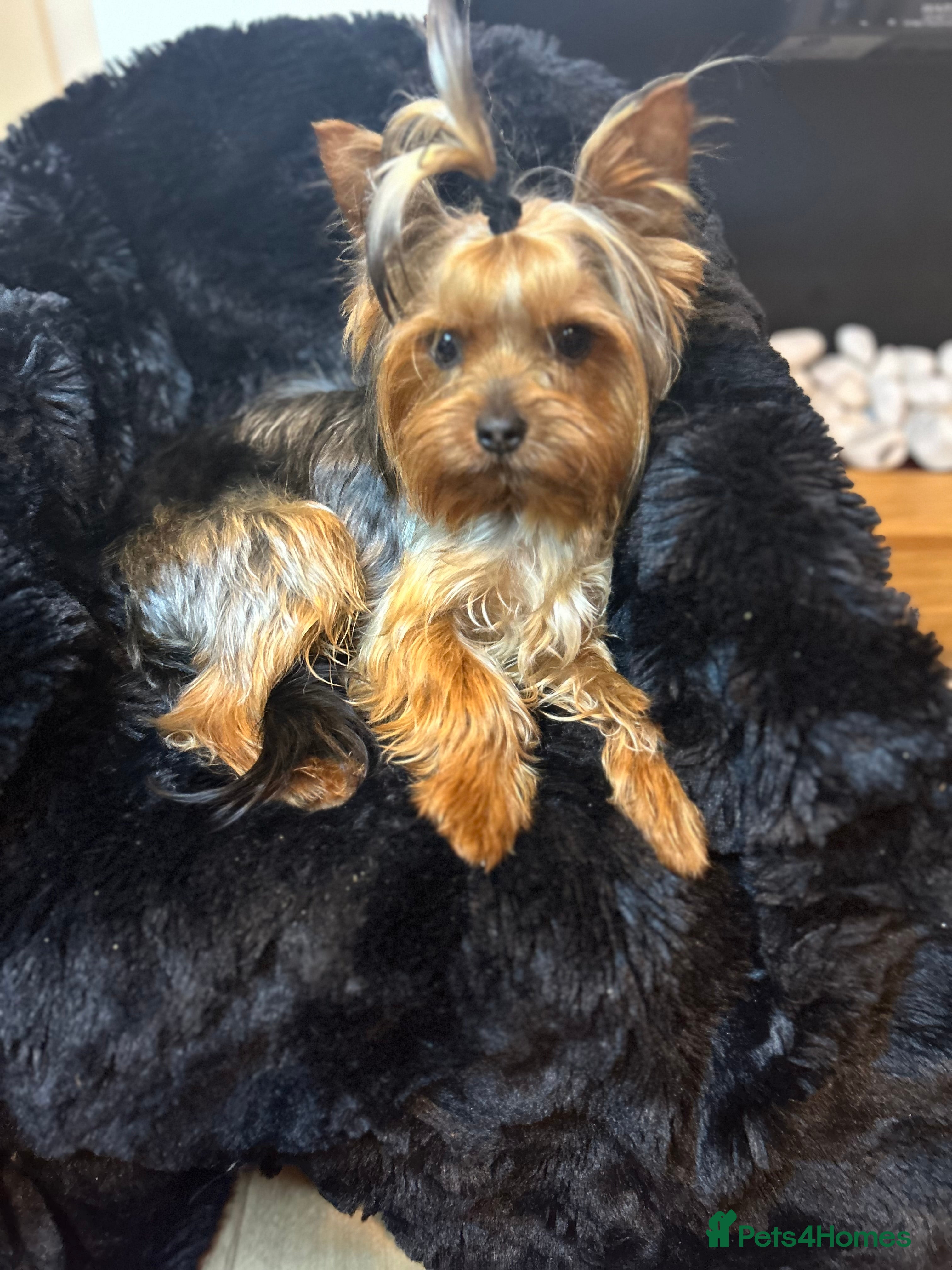 Yorkshire Terrier dogs Yorkshire terrier stud kc reg royaljoy bloodlines in Poole - Advert 5