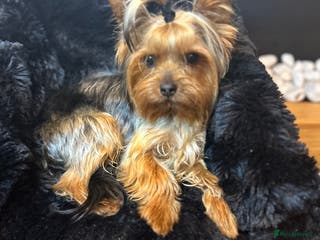 Yorkshire Terrier dogs Yorkshire terrier stud kc reg royaljoy bloodlines in Poole - Advert 5