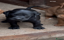 Mixed Breed dogs for sale: Gorgeous, well socialised Springador setters! - Image 2