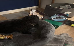 Shihpoo dogs for sale: Shihpoo puppy - Advert 5