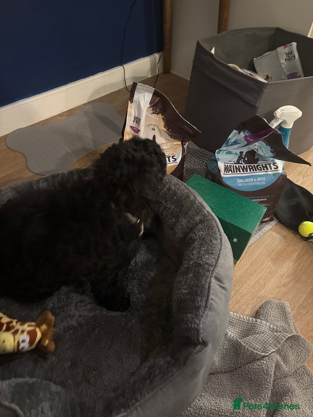 Shihpoo dogs for sale: Shihpoo puppy - Advert 5