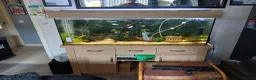 Tetras fish for sale: Full set up include different types of fish - Advert 1