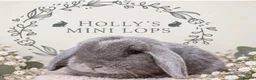 Mini Lop rabbits for sale: Gorgeous mini lops for sale  - Advert 4
