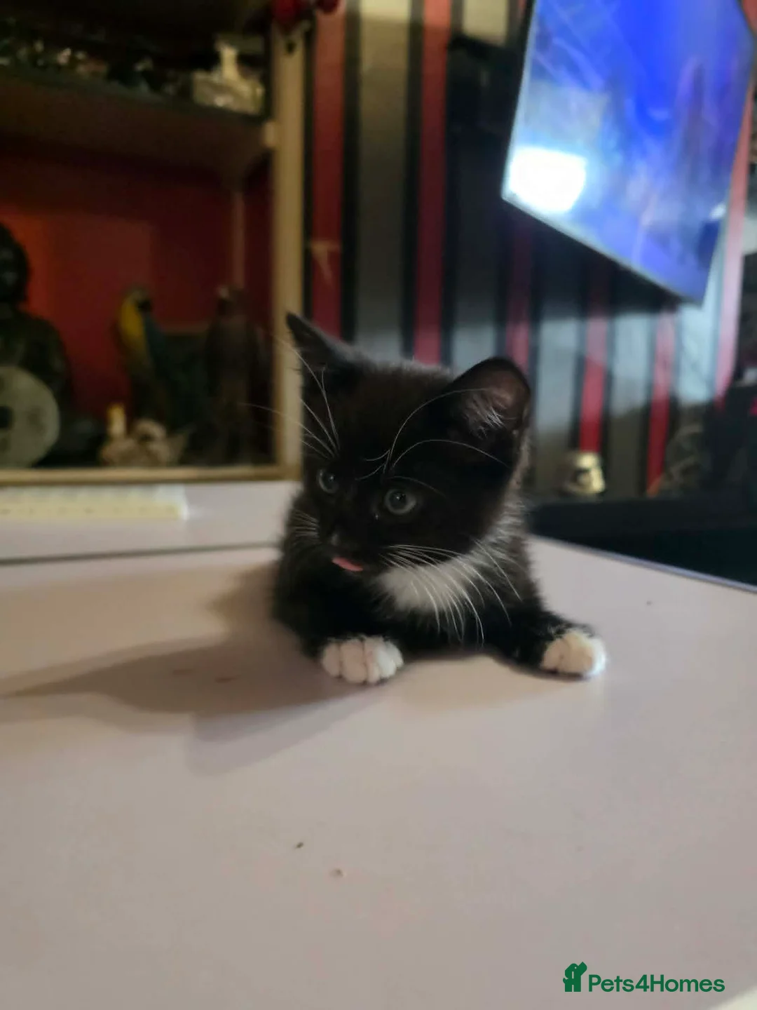 Mixed Breed cats for sale: tuxedo kittens - Advert 3
