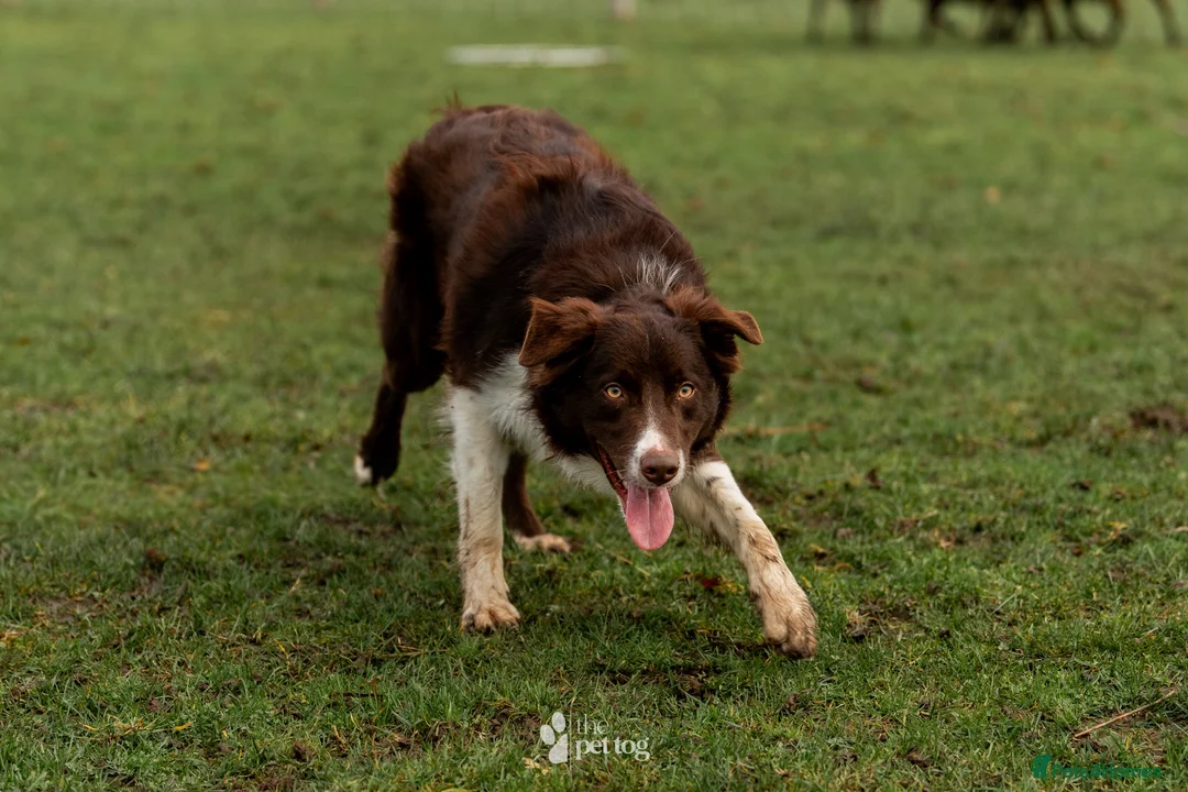 Border Collie dogs for stud: HEALTH TESTED DUEL KC/ISDS FOR STUD  - Advert 3