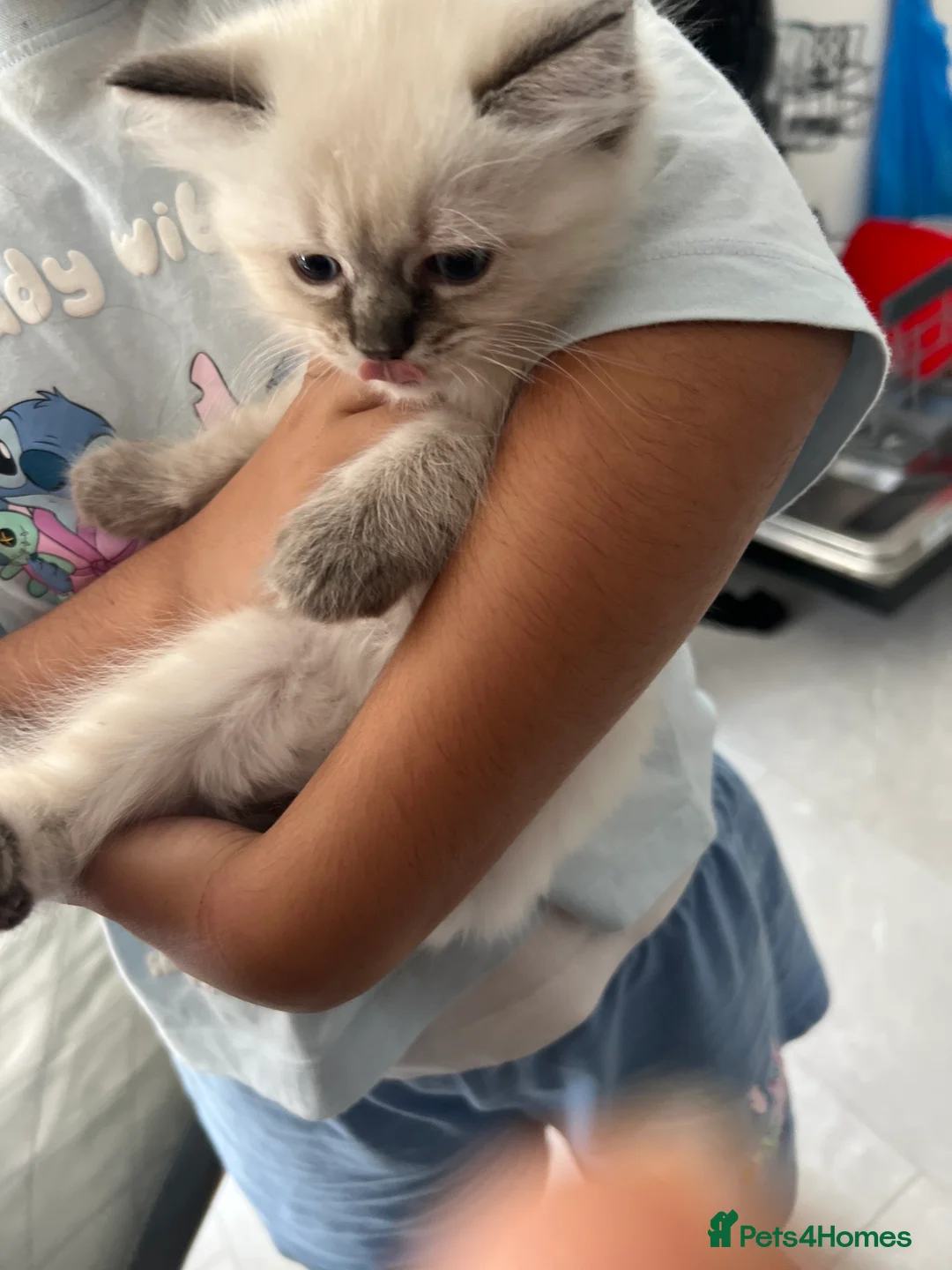 Ragdoll cats for sale: Ragdoll kittens  - Advert 2