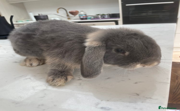 English Lop rabbits - Advert 1