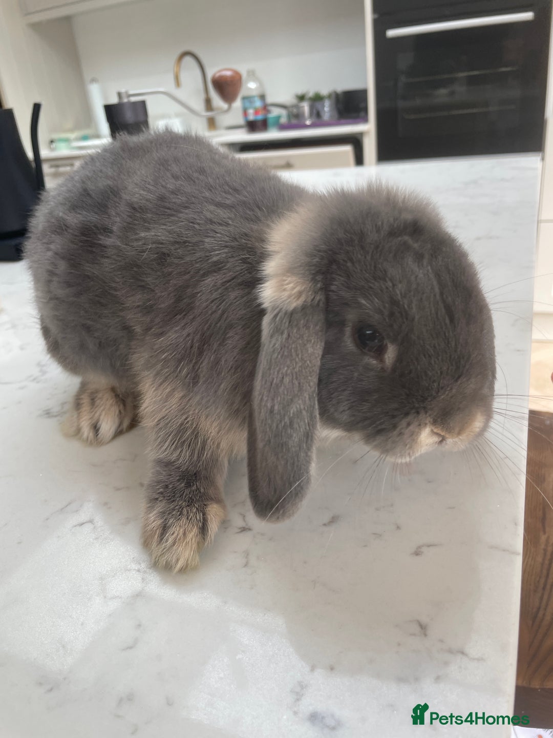 English Lop rabbits for sale: Flop eared male rabbit - Image 1