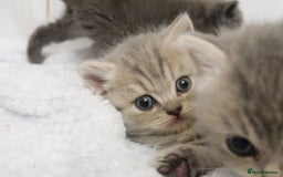 British Shorthair cats for sale: 🐾Pedigree British Shorthair Kittens – GCCF REG🐾 - Image 14