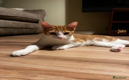 Mixed Breed cats for sale: 2 mixed breed kittens - Price: £30 - Image 2