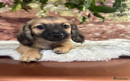 Dachshund dogs for sale: Tiny dachshund ready now! - Image 10