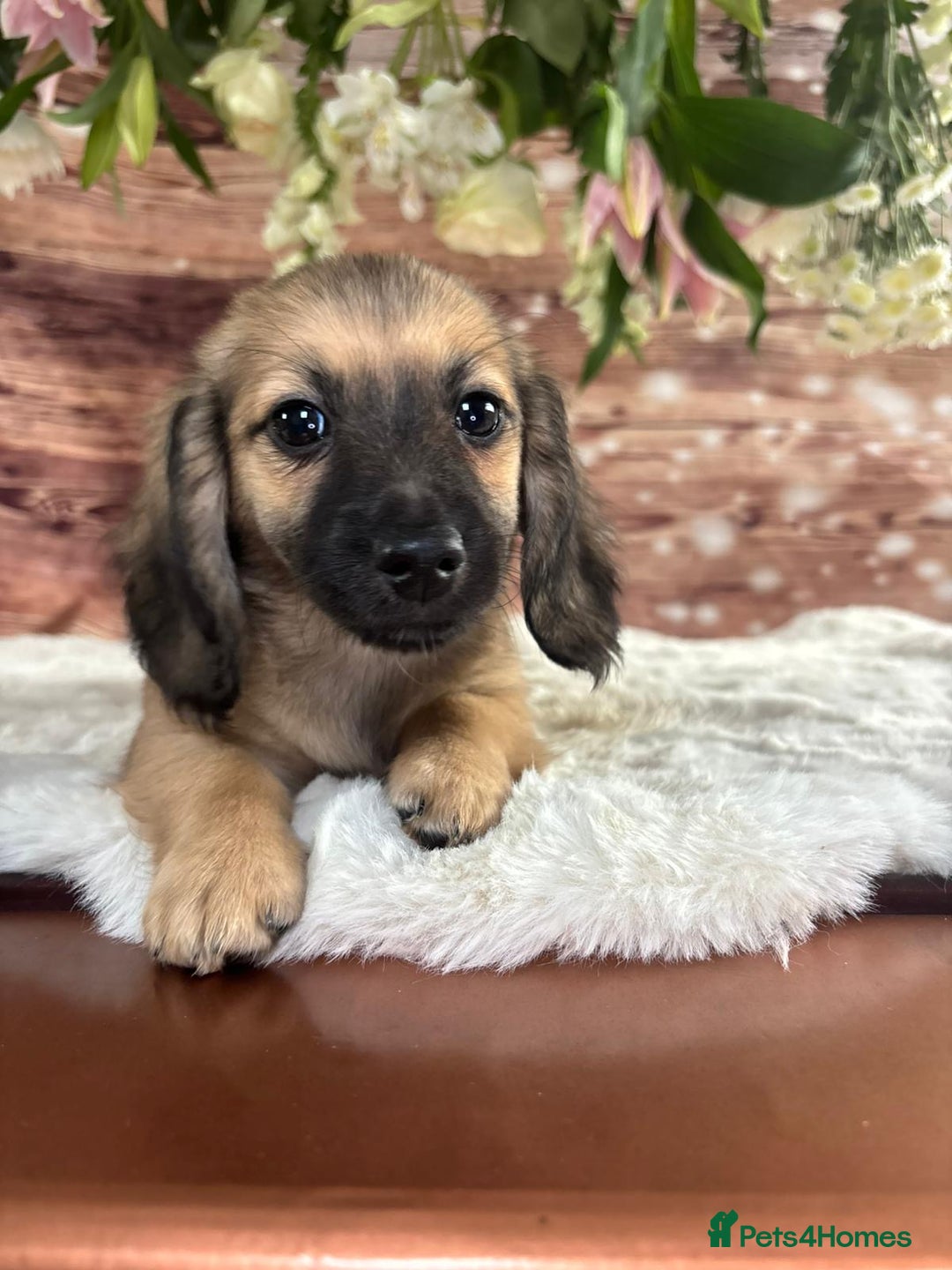 Dachshund dogs for sale: Tiny dachshund ready now! - Image 10