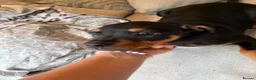 Mixed Breed dogs for sale: 6 Rottweiler catahoula bully puppies  - Advert 14