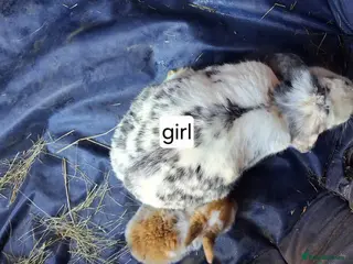 Mini Lop rabbits Baby kits (rabbits) - Advert 12