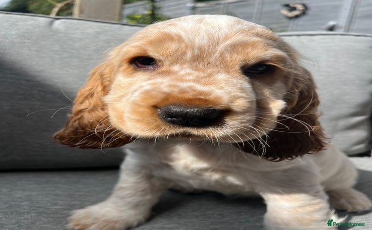 Cocker Spaniel dogs - Advert 12