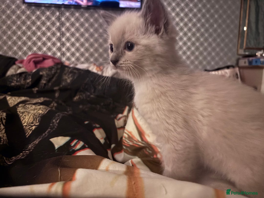 Ragdoll cats for sale: Ragdoll x BSH - Ready now - Image 4