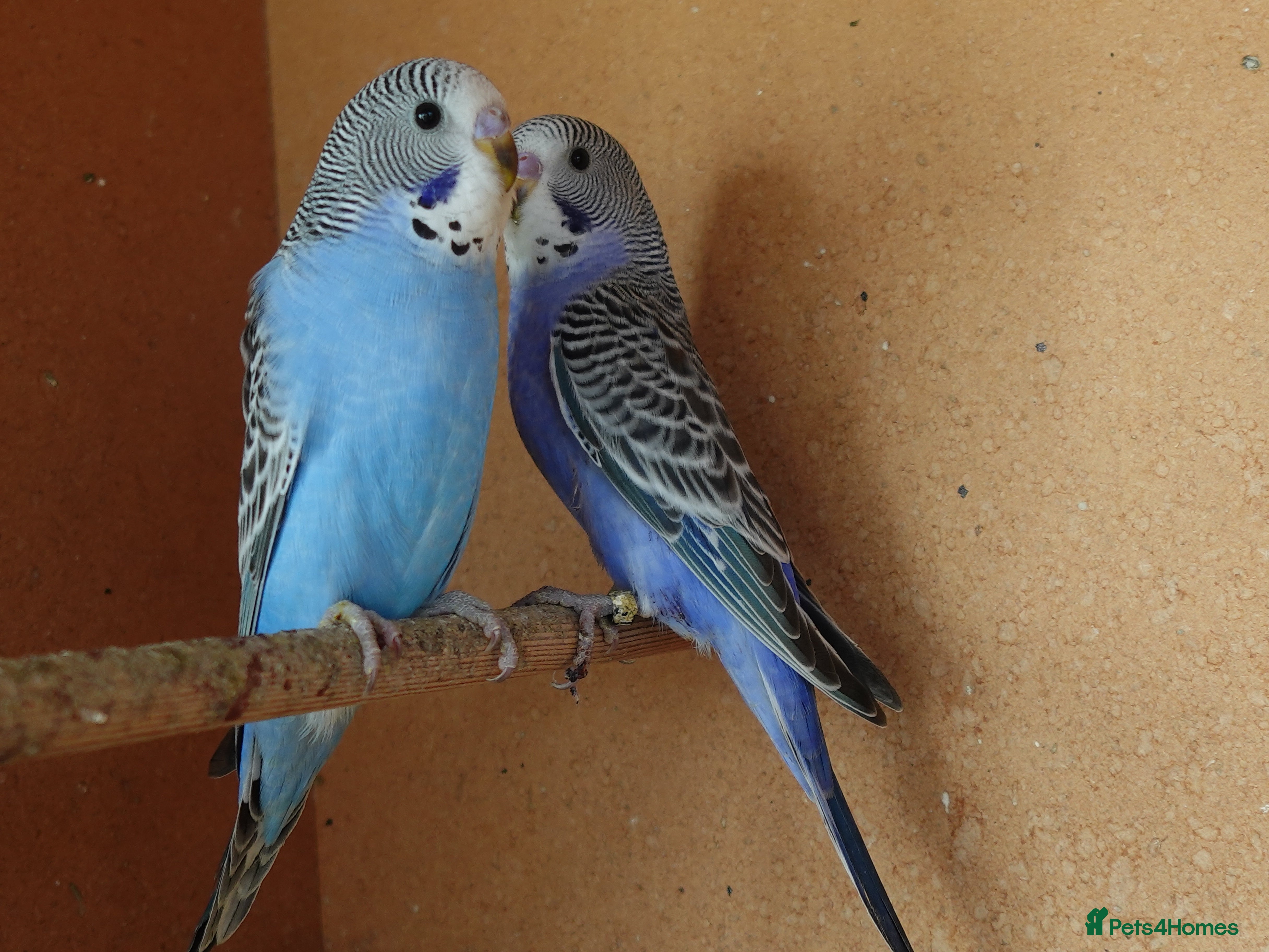 Budgerigars birds Budgerigars For sale 3 x Violet & 1 x Blue - Advert 17