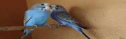 Budgerigars birds for sale: Budgerigars For sale 3 x Violet & 1 x Blue - Advert 1