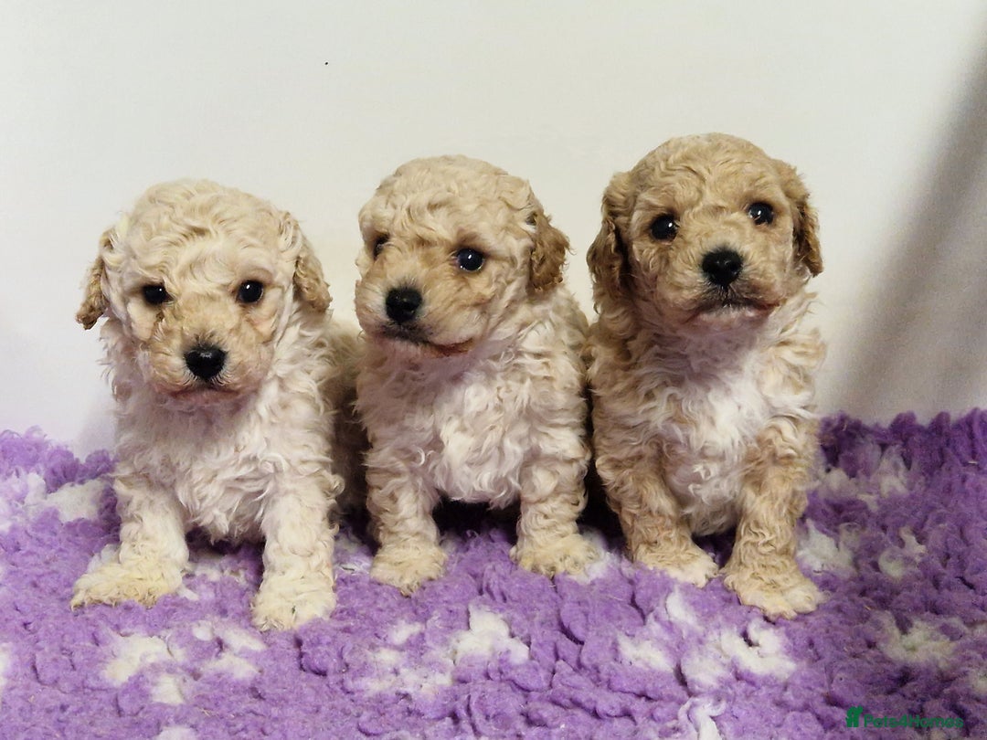 Poochon dogs for sale: 💥STUNNING H/TESTED F1 POOCHON PUPPIES FOR SALE💥 - Image 11
