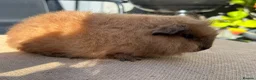 Guinea Pig rodents for sale: Stunning boars - Advert 8