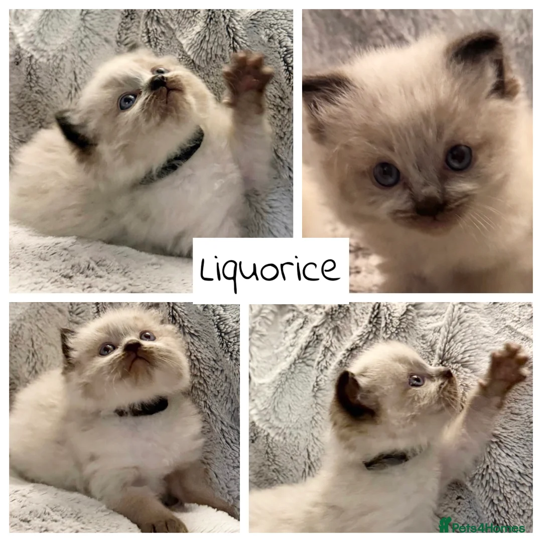 Ragdoll cats for stud: Premium GCCF/TICA Chocolate Point Ragdoll Stud - Advert 16