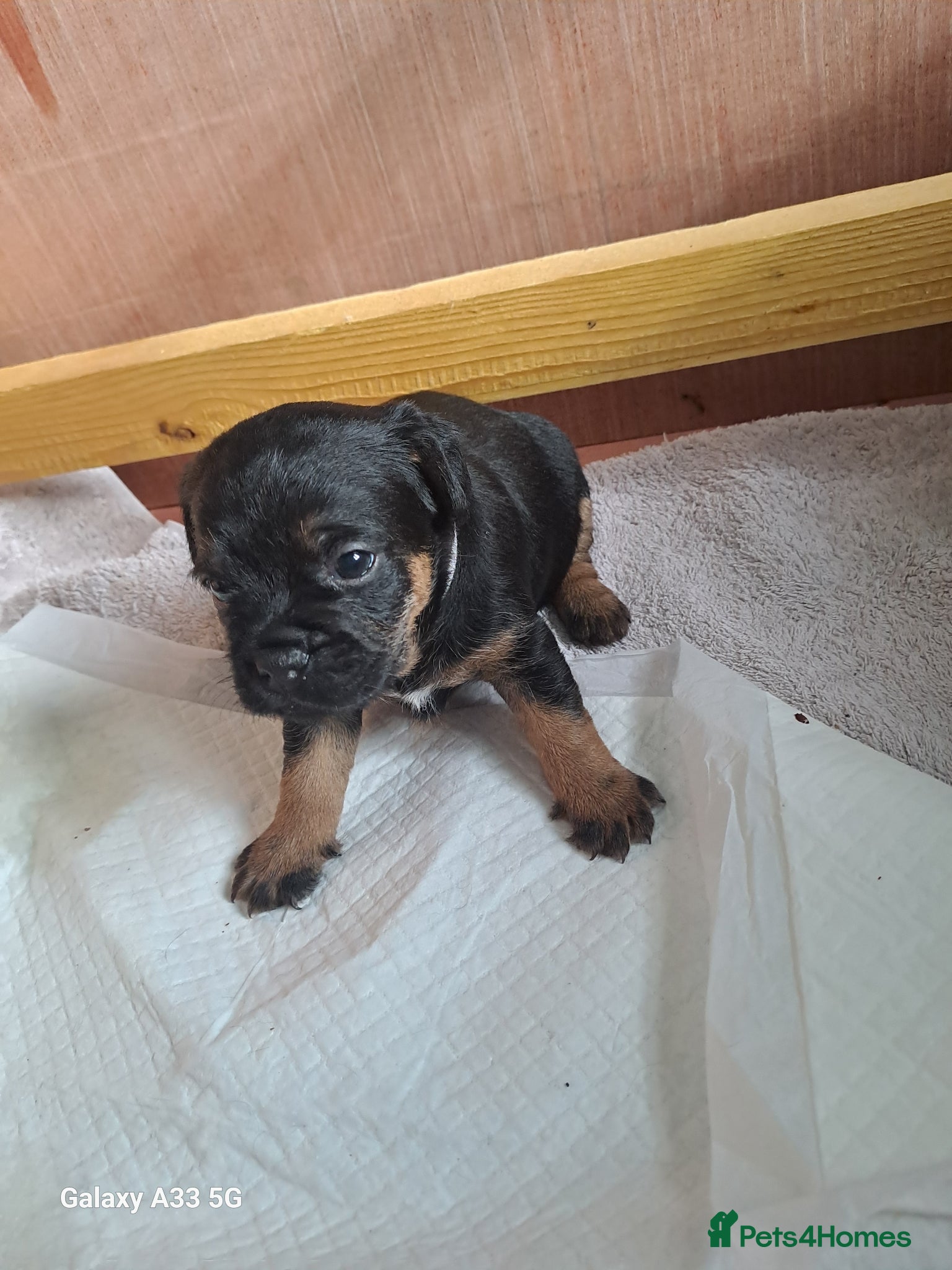 Border Terrier dogs for sale: BORDER TERRIER PUPPIES  - Advert 10