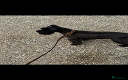 Miniature Schnauzer dogs for sale: Miniature  Schnauzer puppies for sale  - Image 23