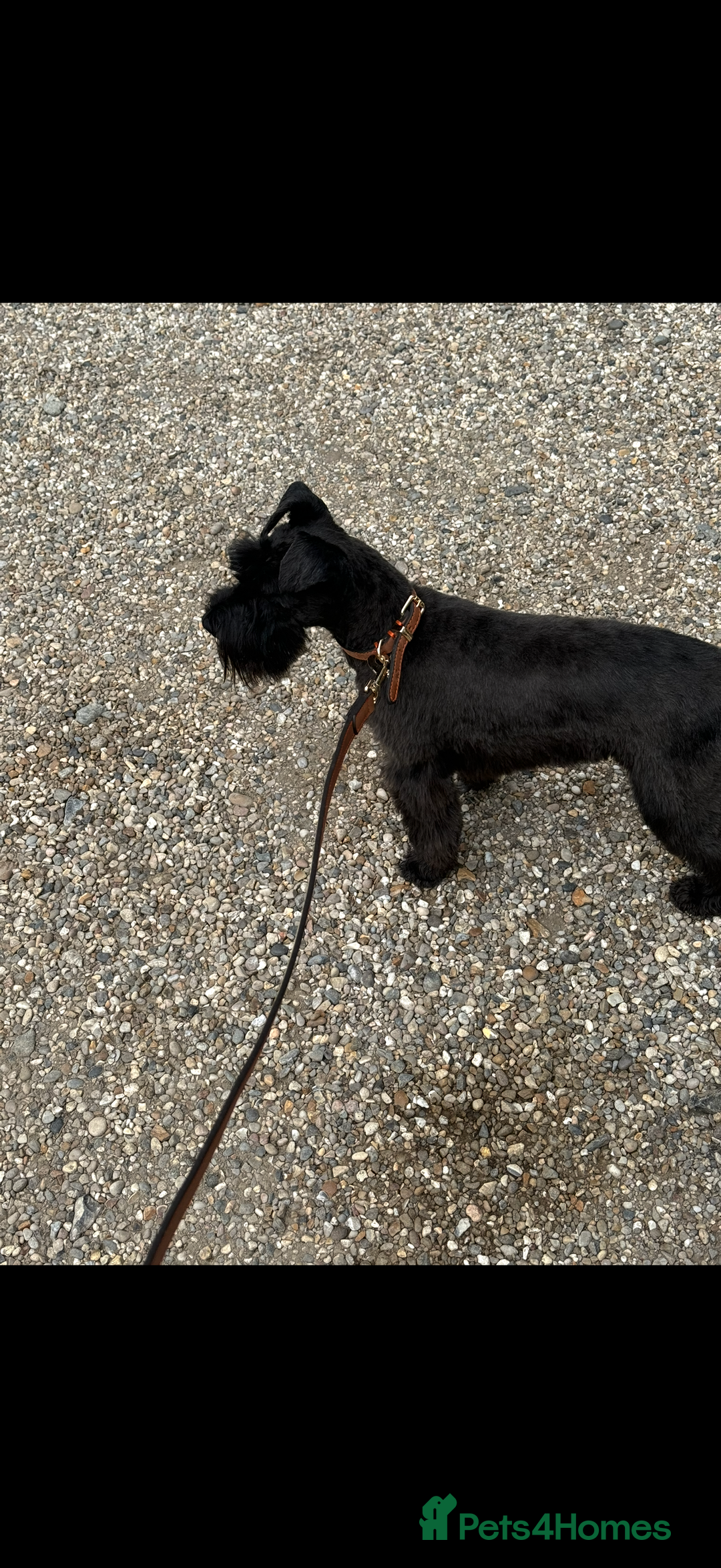 Miniature Schnauzer dogs for sale: Miniature  Schnauzer puppies for sale  - Image 23