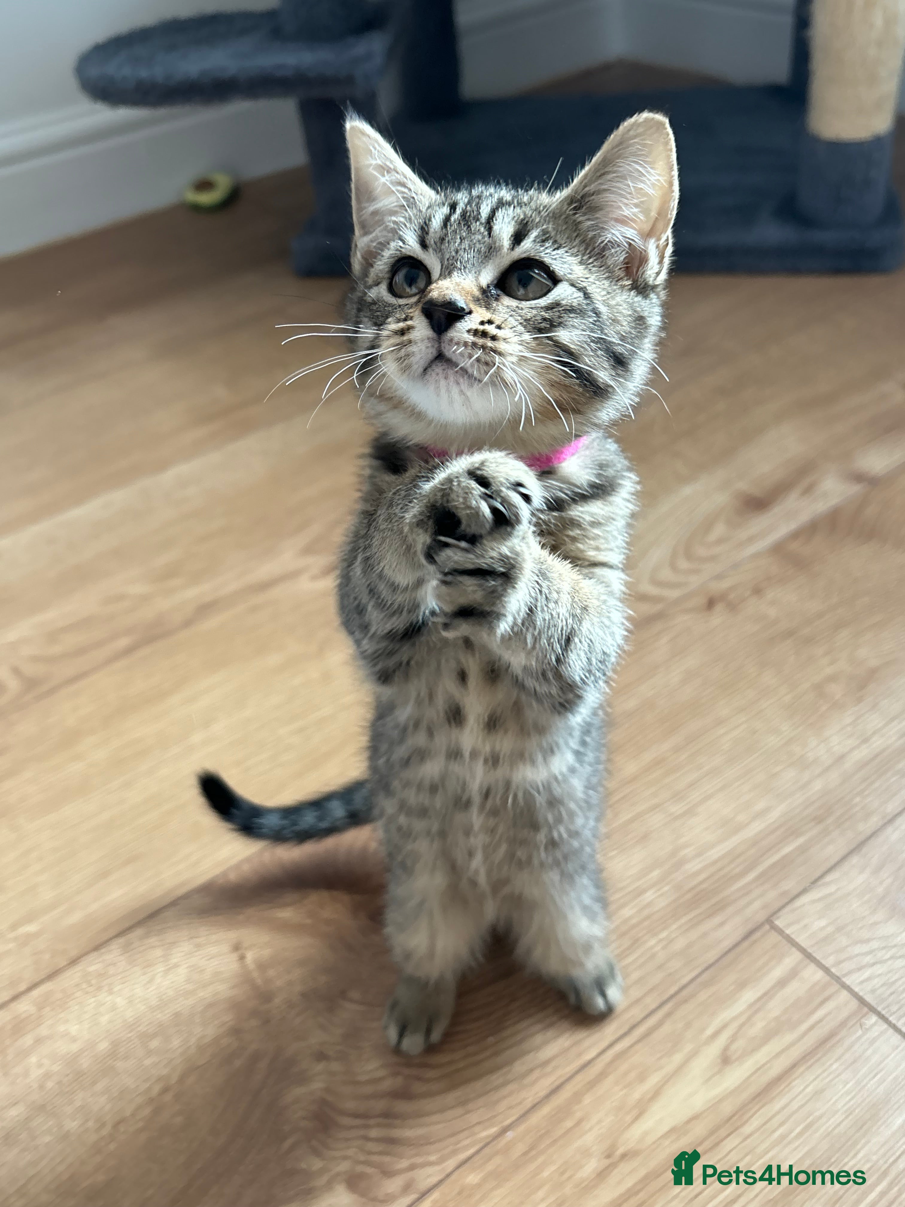 American Shorthair cats 🌟5 Adorable Kittens Ready For 4ever Home 🌟 - Advert 4