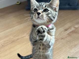 American Shorthair cats - Advert 29