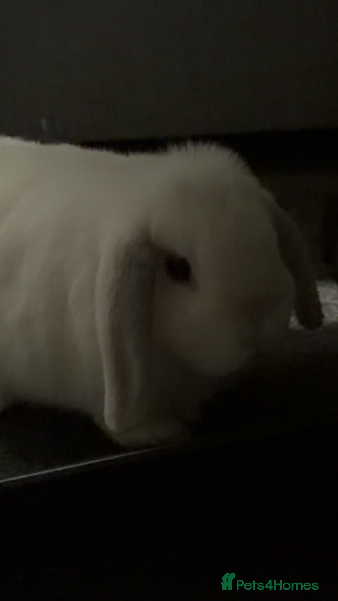 Mini Lop rabbits for sale: White mini lop - Advert 3