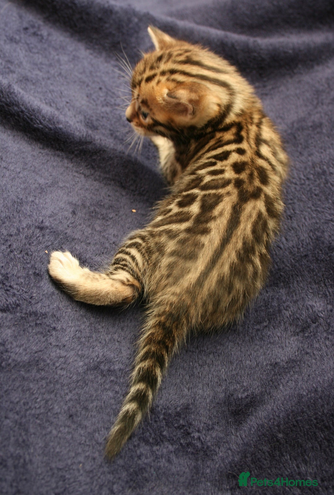 Bengal cats for sale: TICA Registered Bengal Kittens–Ready Nov 2025 🐾 - Image 24