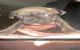 French Bulldog dogs for sale: French bulldog puppies  - Image 2