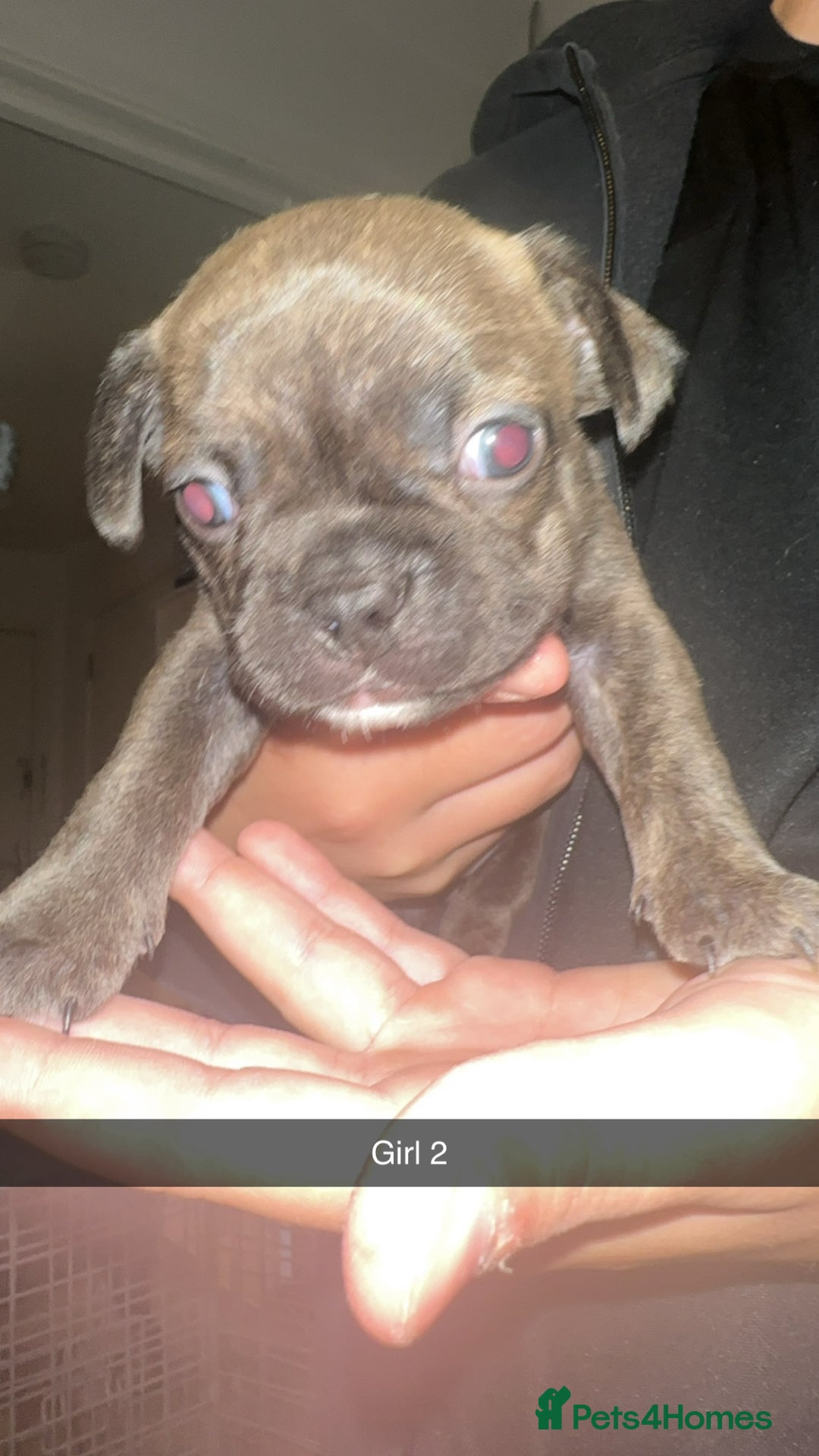 French Bulldog dogs for sale: French bulldog puppies  - Image 2