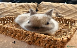 Netherland Dwarf rabbits for sale: 5 Adorable Netherland Dwarf Bunnies - Image 10