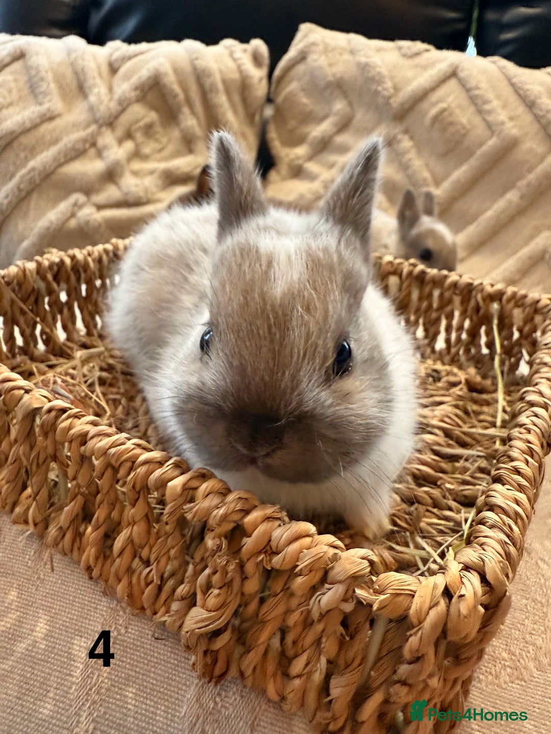 Netherland Dwarf rabbits for sale: 5 Adorable Netherland Dwarf Bunnies - Image 10