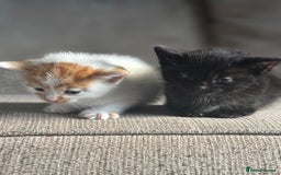 Domestic Shorthair cats for sale: Kittens - Image 5