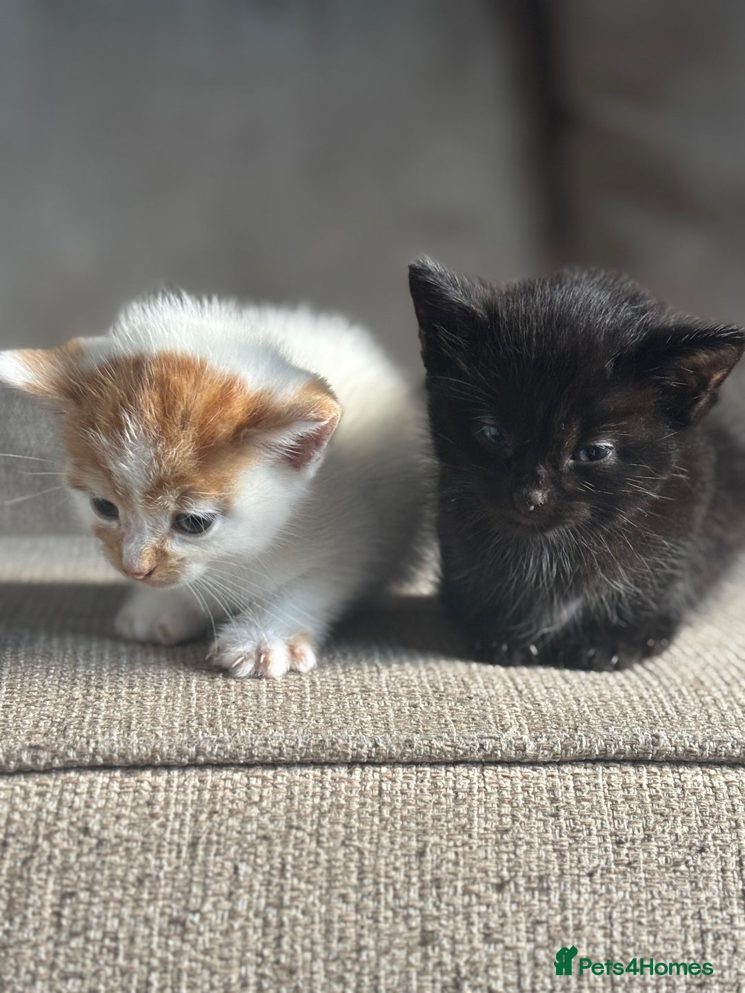 Domestic Shorthair cats for sale: Kittens - Image 5
