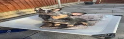 Australian Cattle Dog dogs for sale: 2 Beautiful Australian Cattle Dogs(1Male/1 Female) in Harlow - Advert 7