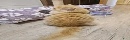 British Longhair cats for stud: BLH Golden Tipped NY12 Cheeky green 👀 stud - Advert 5