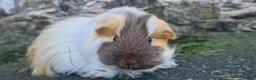 Guinea Pig rodents for sale: Sheltie female guinea pigs - Advert 6