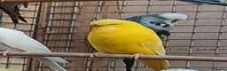 Budgerigars birds for sale: BUDGIES - various colours, various ages. - Advert 12