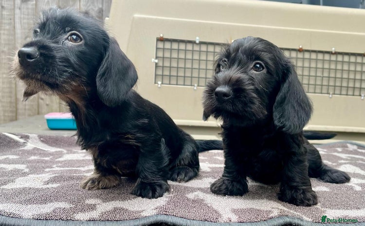 Dachshund dogs - Advert 7
