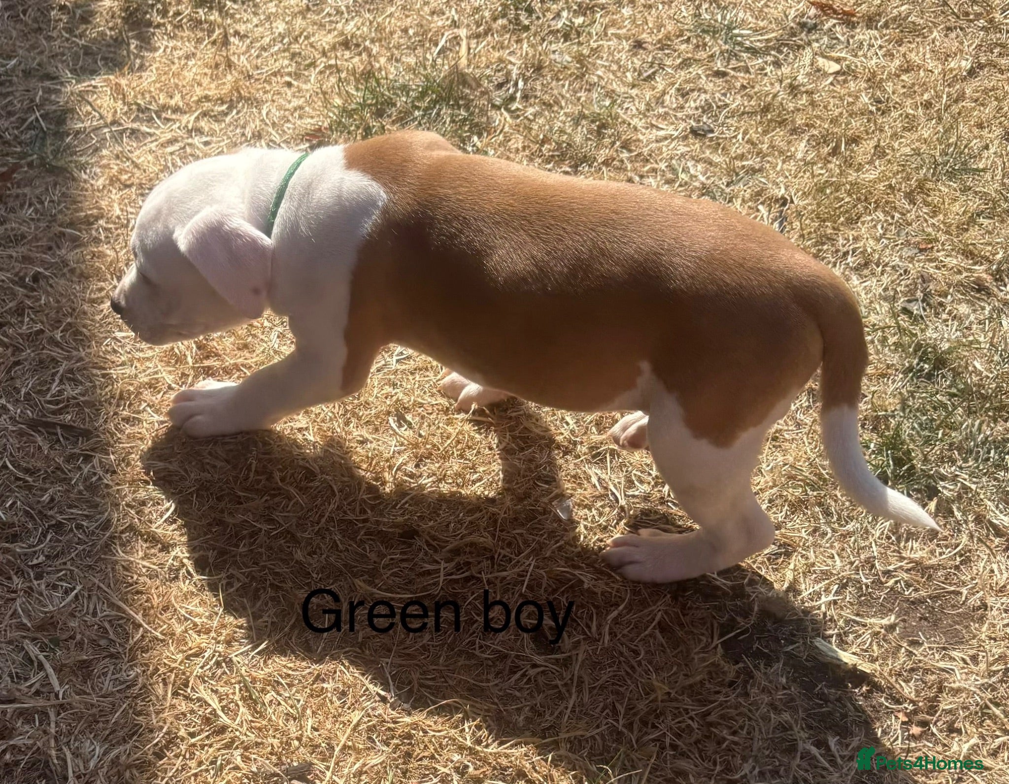 Staffordshire Bull Terrier dogs **ready to go** - Advert 1